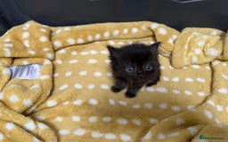 Mixed Breed cats for sale: £100 mixed persian + tortoise shell kittens - Image 6