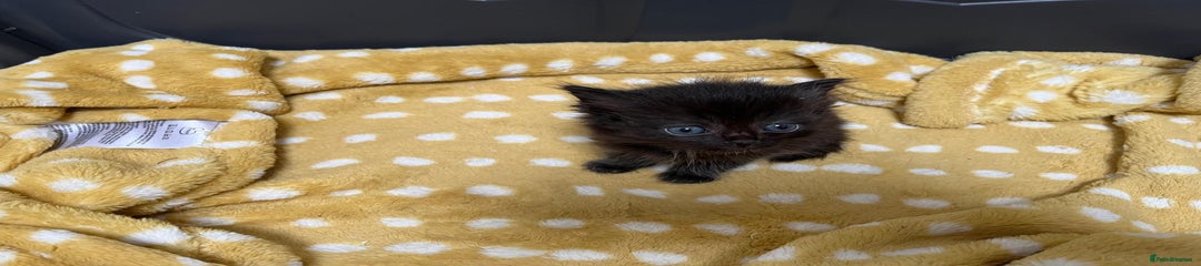 Mixed Breed Kitten 2