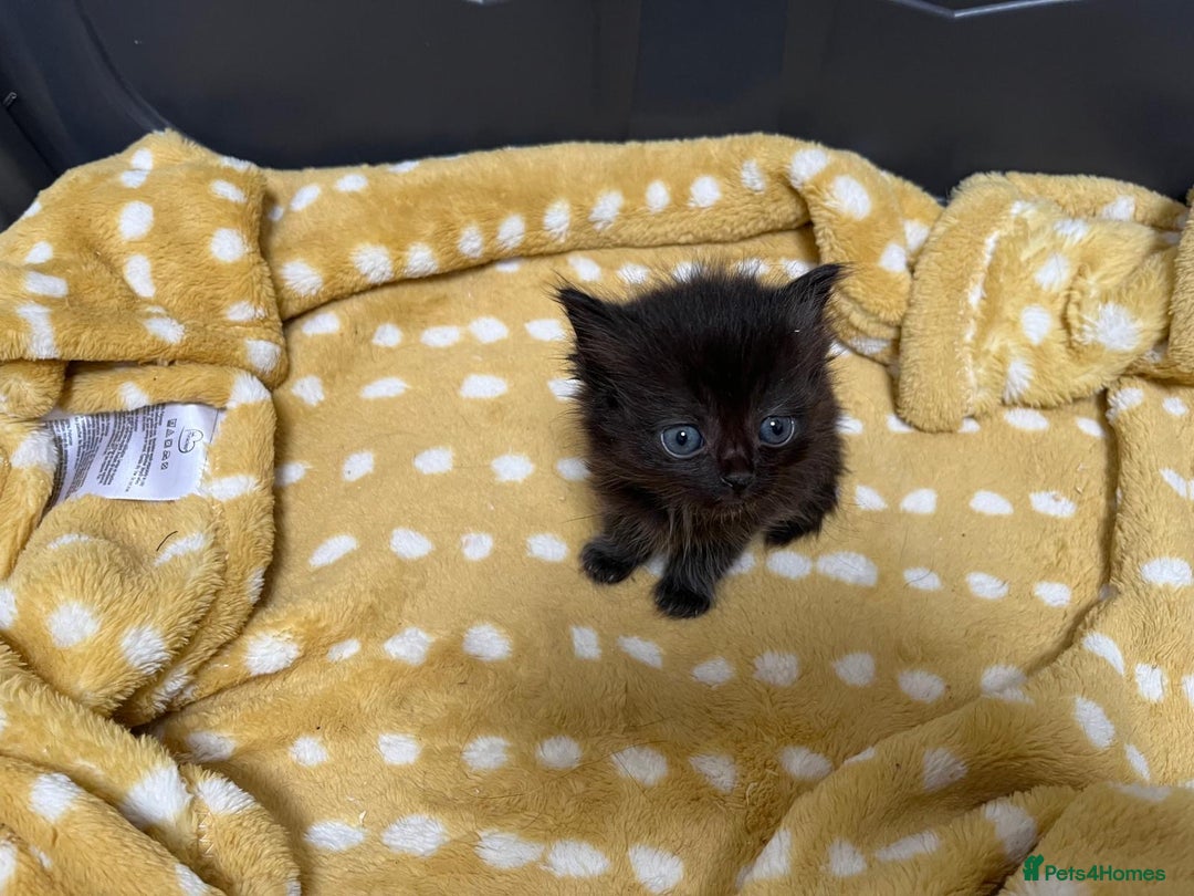 Mixed Breed cats for sale: £100 mixed persian + tortoise shell kittens - Image 6
