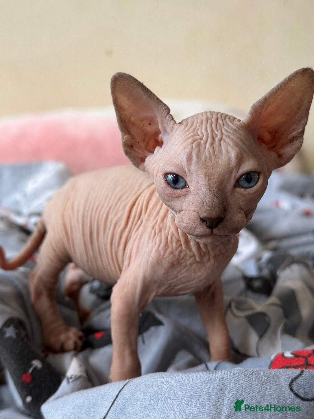 Sphynx cats New Sphynx Litter Available Now! - Advert 2