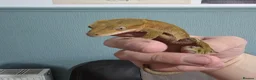 Gecko reptiles for sale: Free Crested Gecko Seeking Loving Forever Home - Advert 5