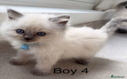 Ragdoll cats for sale: 7 Cute Ragdollyanna kittens  - Image 7
