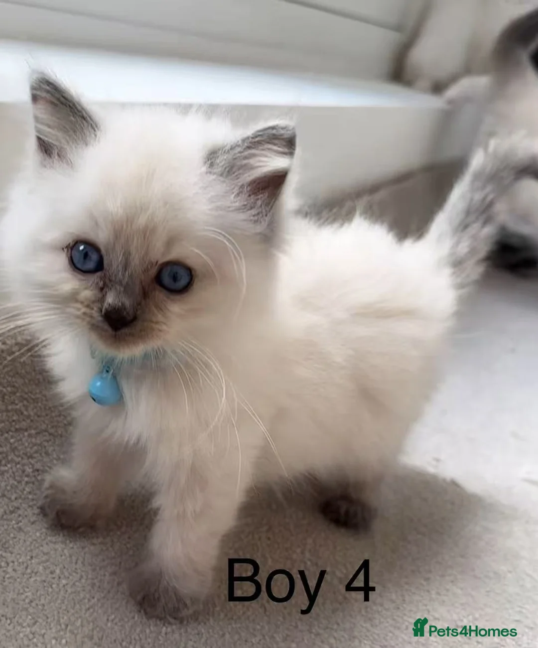 Ragdoll cats for sale: 7 Cute Ragdollyanna kittens  - Advert 6