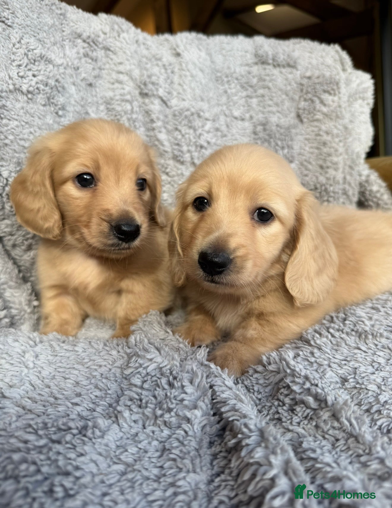 Miniature Dachshund dogs Beautiful Miniature Cream long haired dachshund!  - Advert 2