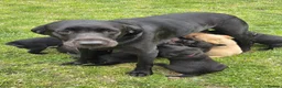 Labrador Retriever dogs for sale: *1 Girl left*Ready to Leave* KC Mam & Dad at home - Advert 16