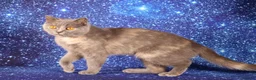British Shorthair cats for sale: Retired British Shorthaired females available  - Advert 11