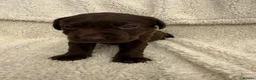 Labrador Retriever dogs for sale: Chocolate Labrador Puppies - Advert 23