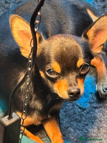 Chihuahua dogs - Advert 6