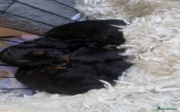 Mixed Breed dogs for sale: 2 Maltese x cockpoo puppies for sale - Image 9
