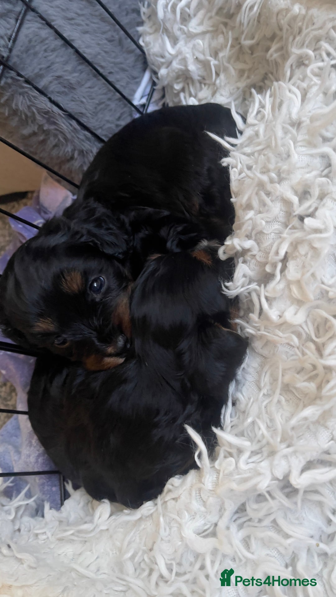 Mixed Breed dogs for sale: 2 Maltese x cockpoo puppies for sale - Image 9