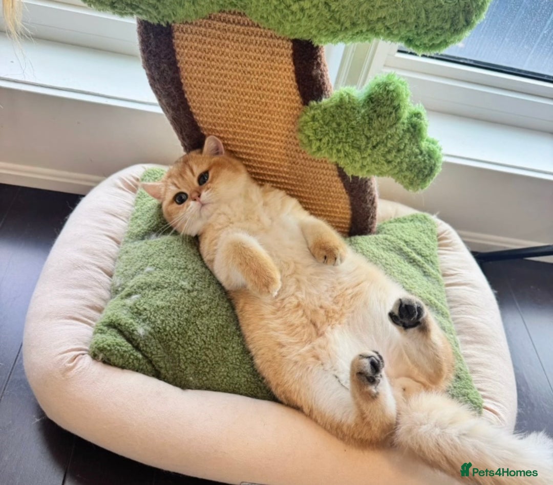 British Shorthair cats for sale: Last beautiful golden girl - Advert 3