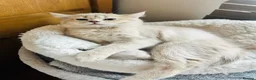 Scottish Fold cats for sale:  Kittens Ready for Their Forever Homes - Advert 6