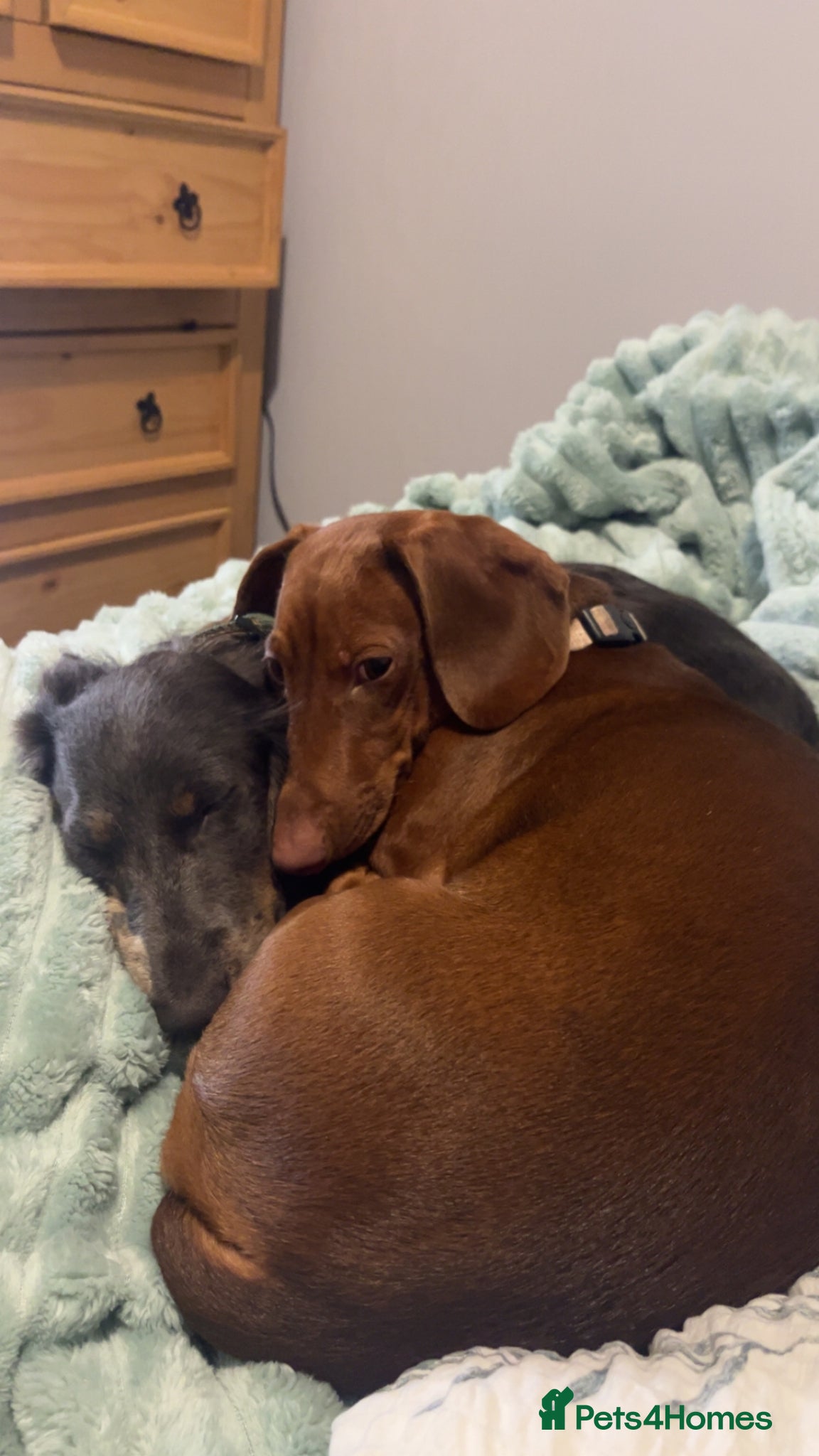 Dachshund dogs for sale: 2 9-month old Dachshunds for rehoming - Advert 9