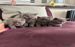 British Shorthair cats for sale: pedigree GCCF kittens available in 2 weeks time! - Image 20