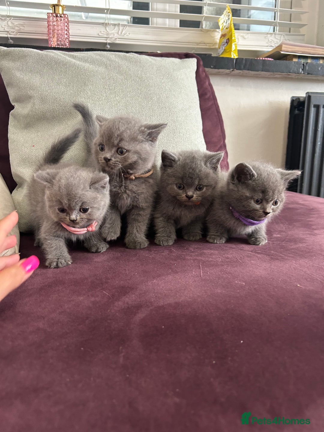 British Shorthair cats for sale: pedigree GCCF kittens available in 2 weeks time! - Image 20