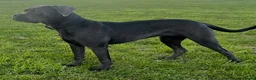 Cane Corso dogs for sale: Cane corso  in Newbiggin-by-the-Sea - Advert 3