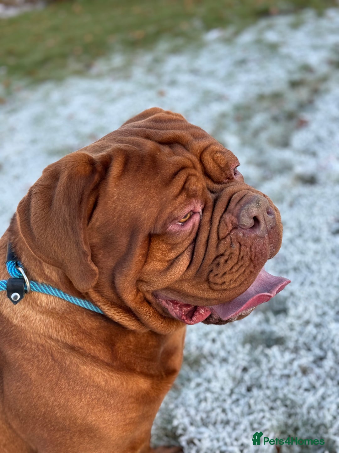 Dogue De Bordeaux dogs for stud: Orthrusslair Sidney is here and PROVEN in Chester - Image 8