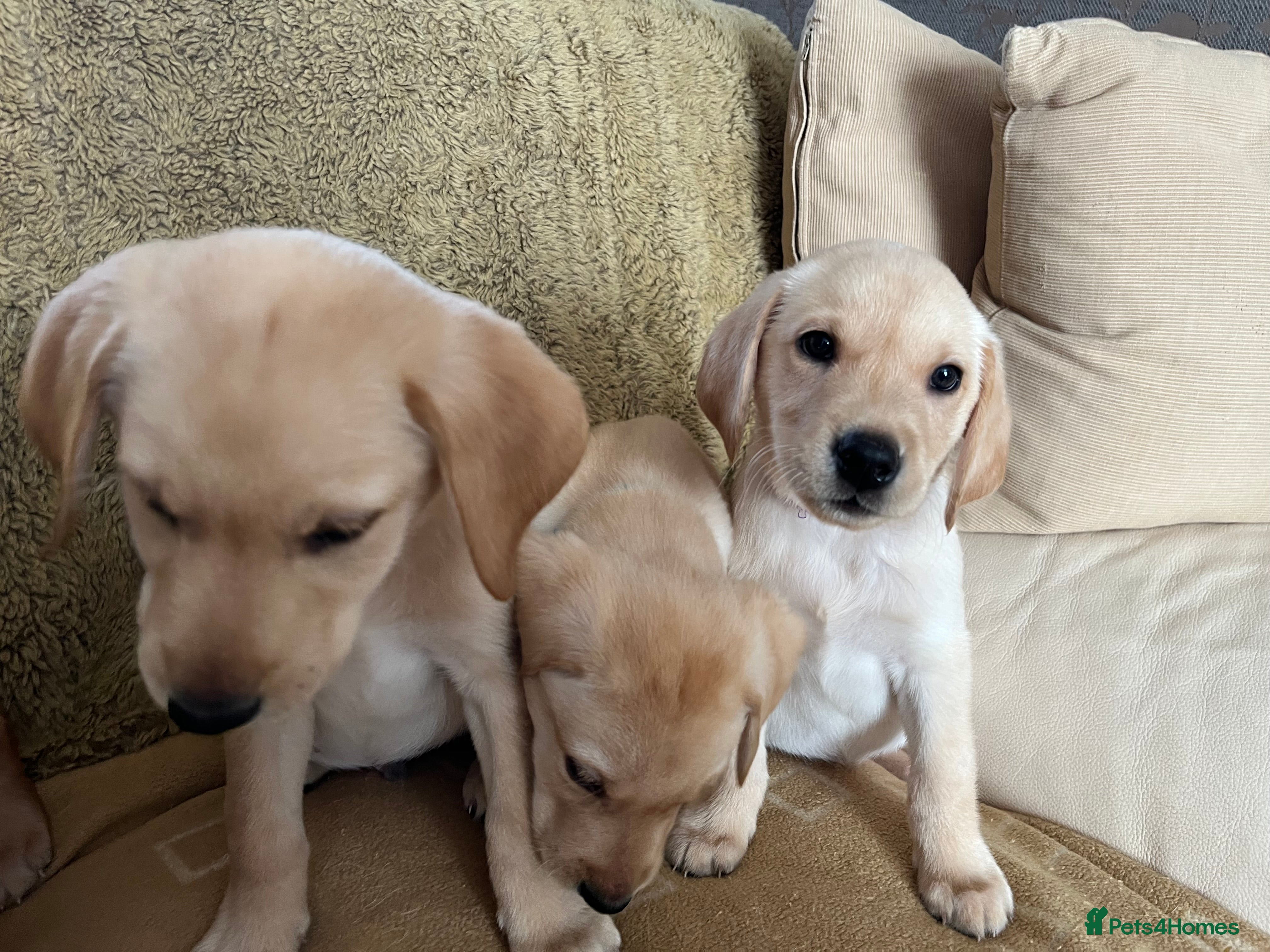 Labrador Retriever dogs Stunning Labrador pedigree puppies  - Advert 4