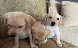 Labrador Retriever dogs for sale: Stunning Labrador pedigree puppies  - Advert 4