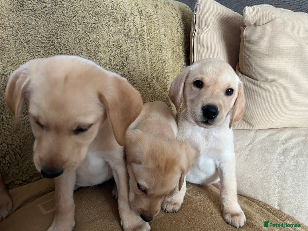 Labrador Retriever dogs for sale: Stunning Labrador pedigree puppies  - Advert 4