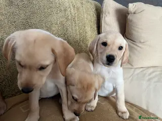 Labrador Retriever dogs Stunning Labrador pedigree puppies - Advert 7