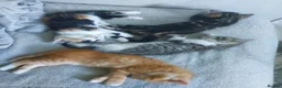 Mixed Breed cats for sale:  Beautiful fluffy playful kittens - Advert 18