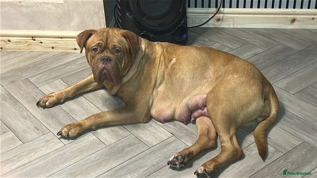 Dogue De Bordeaux dogs for sale: 7 puppies available  - Advert 1