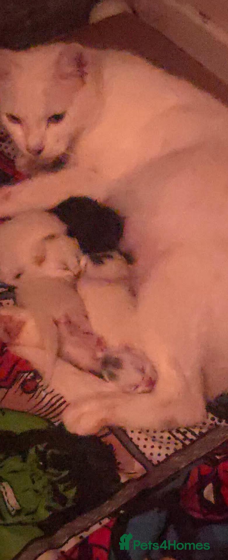 Mixed Breed cats 2 beautiful male white kittens ready TOMORROW - Advert 4