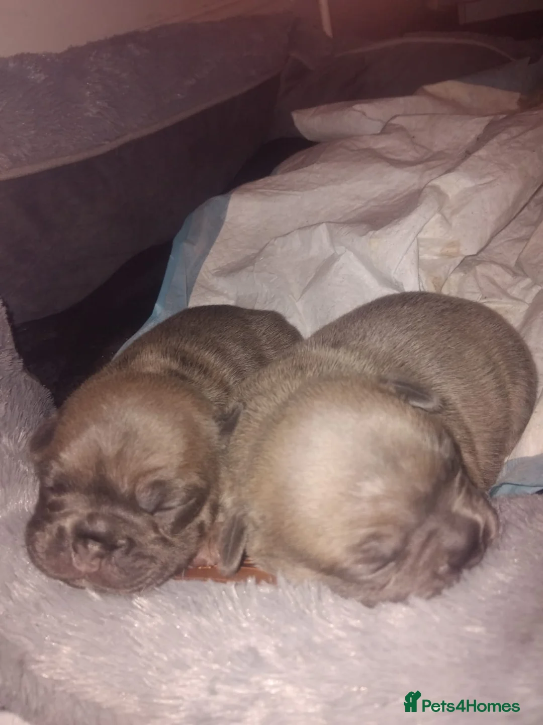 French Bulldog dogs for sale: 13 Weeks French Bulldog Vaccinated & Microchipped - Advert 5