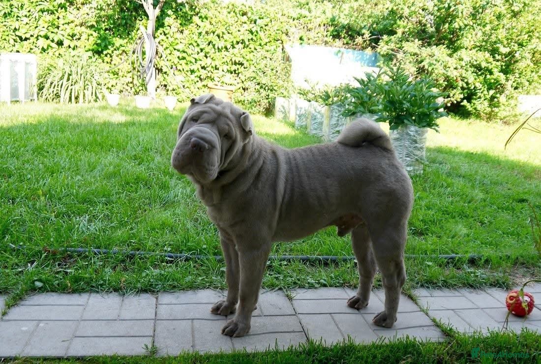 Shar Pei dogs Young male sharpei - Advert 2