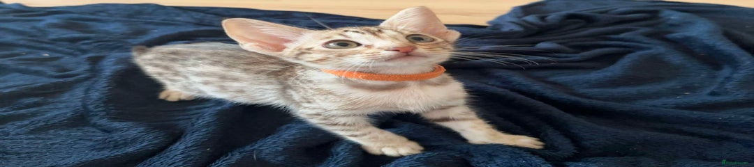 Marin