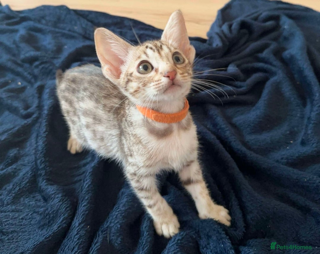 Ocicat cats for sale: Ocicat Kittens Available in Aberdeenshire in Alford - Image 19