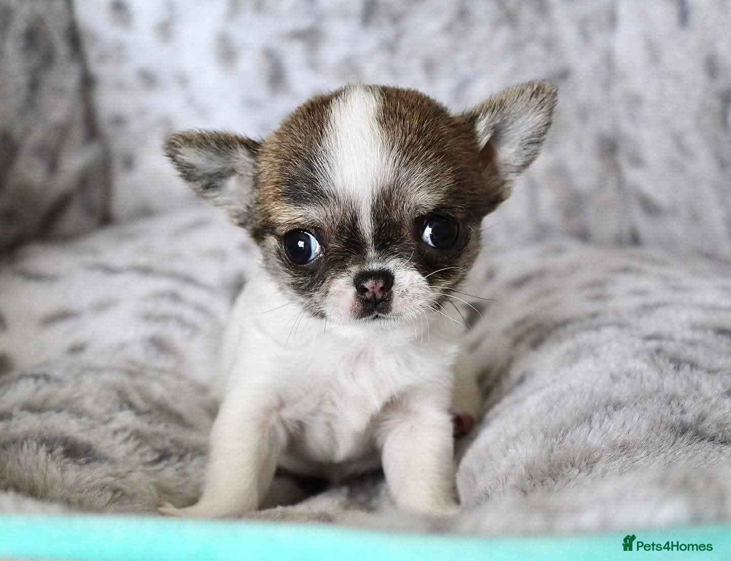 Chihuahua dogs Chihuahua Puppies Available  - Advert 1