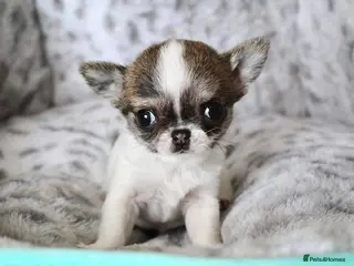 Chihuahua dogs Chihuahua Puppies Available - Advert 1