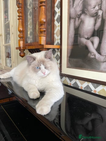 Ragdoll cats - Advert 4