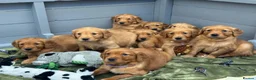 Golden Retriever dogs for sale: DARK RED KC REG GOLDEN PUPPIES HEALTH TESTED CLEAR - Advert 19