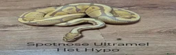 Python Snake reptiles for sale: Variety of Royal Pythons - Advert 2