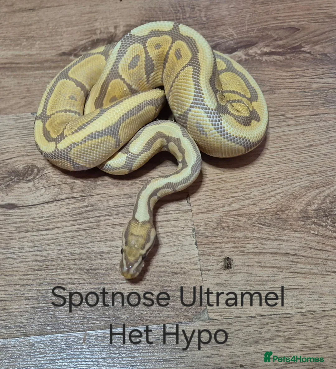 Python Snake reptiles for sale: Variety of Royal Pythons - Advert 2