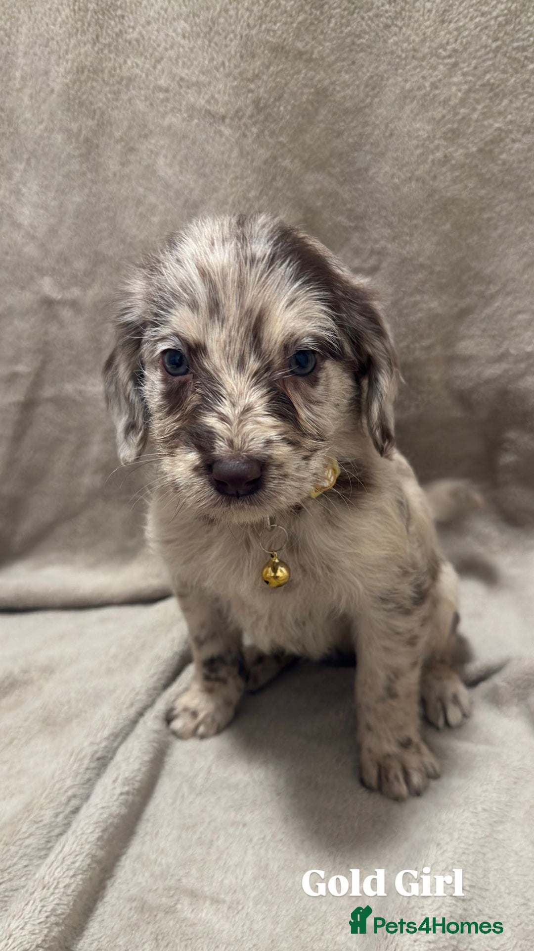 Labradoodle dogs for sale: Labradoodle Puppies (Miniature)  - Advert 14