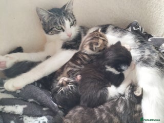 Mixed Breed cats - Advert 35