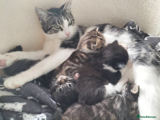 Mixed Breed cats - Advert 34