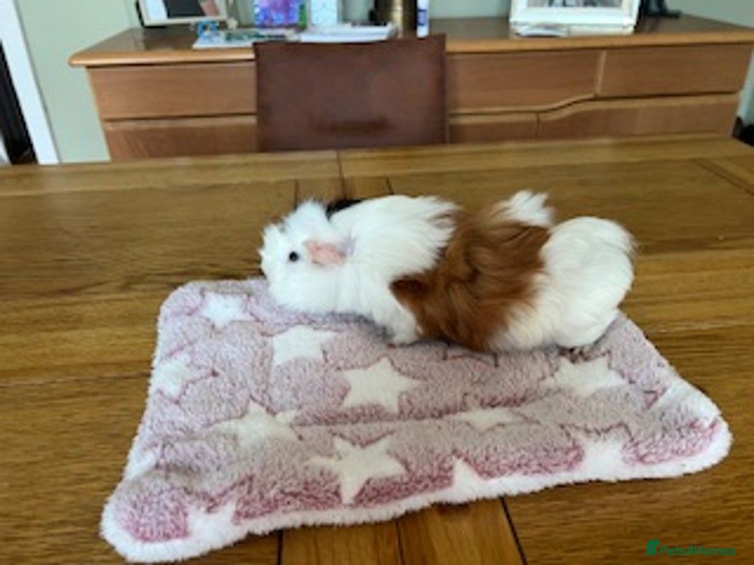 Guinea Pig rodents for sale: Pair of Female Guinea Pigs with cage - Image 4