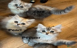 Munchkin cats for sale: Exceptional Quality & Extremely Rare Silver Minuet - Image 25