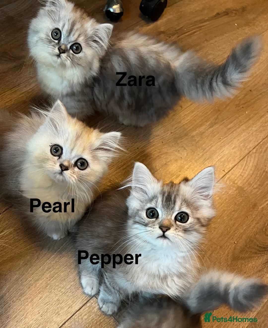 Munchkin cats for sale: Exceptional Quality & Extremely Rare Silver Minuet - Image 25