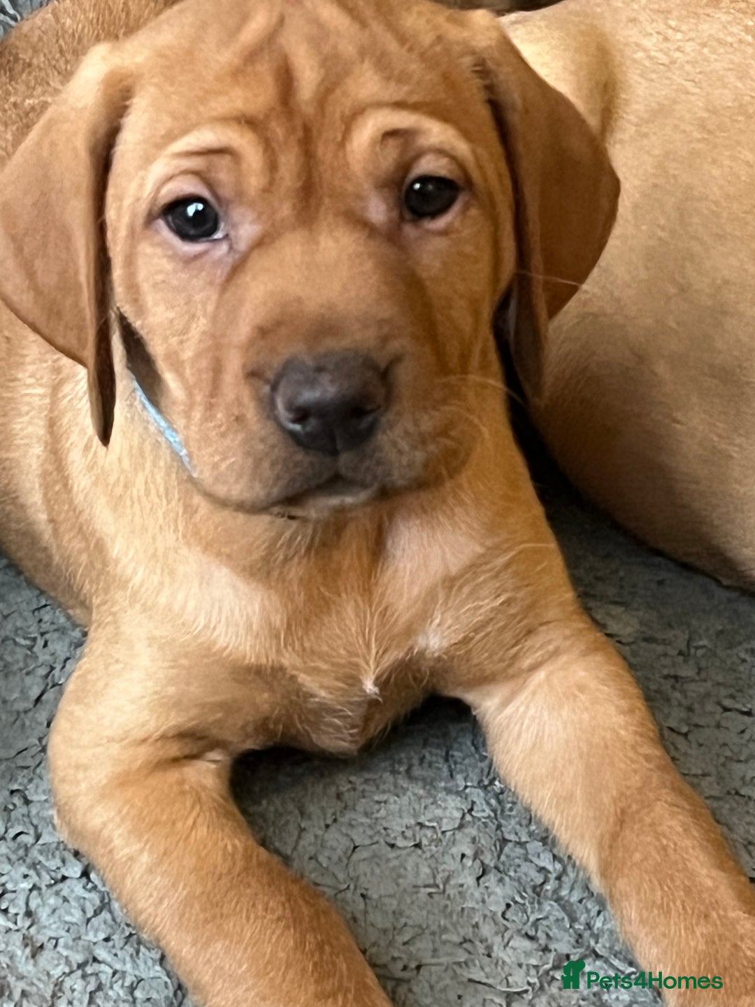 Mixed Breed dogs for sale: HUNGARIAN VIZSLA x FOX RED LABRADOR  - Advert 7