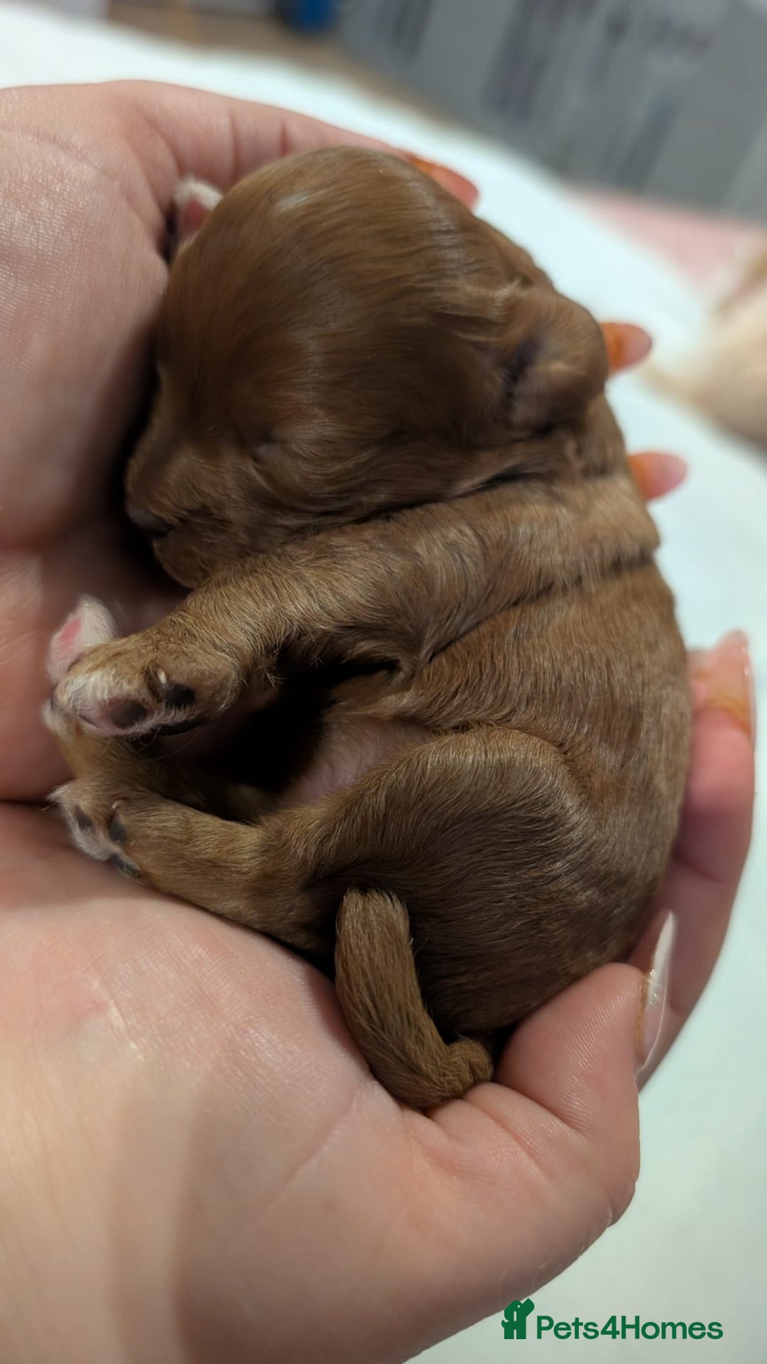 Cavapoo dogs for sale: Rare extensively health tested F1 cavapoos  - Image 27
