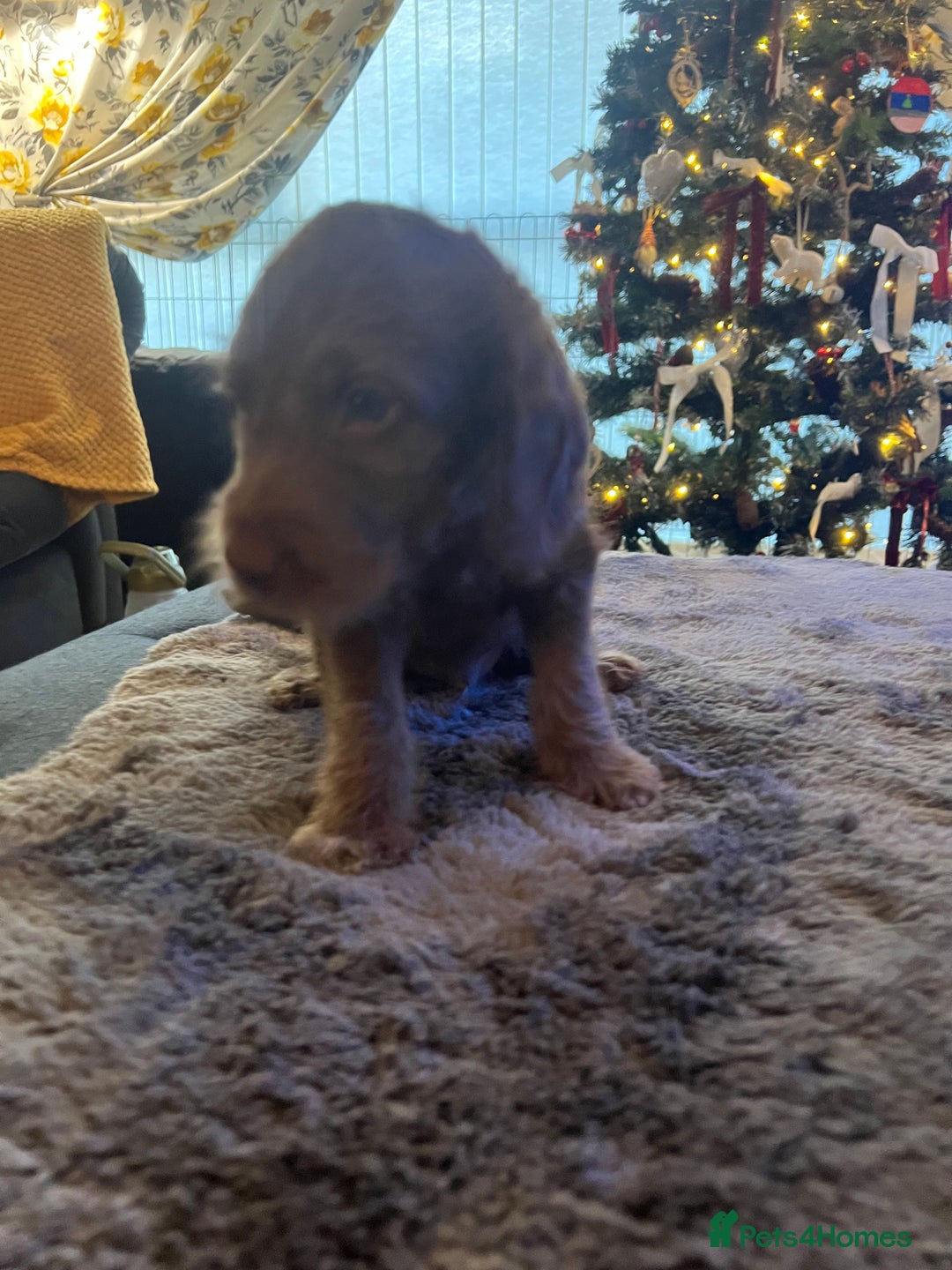 Cockapoo dogs for sale: Cockapoo puppies  - Advert 12