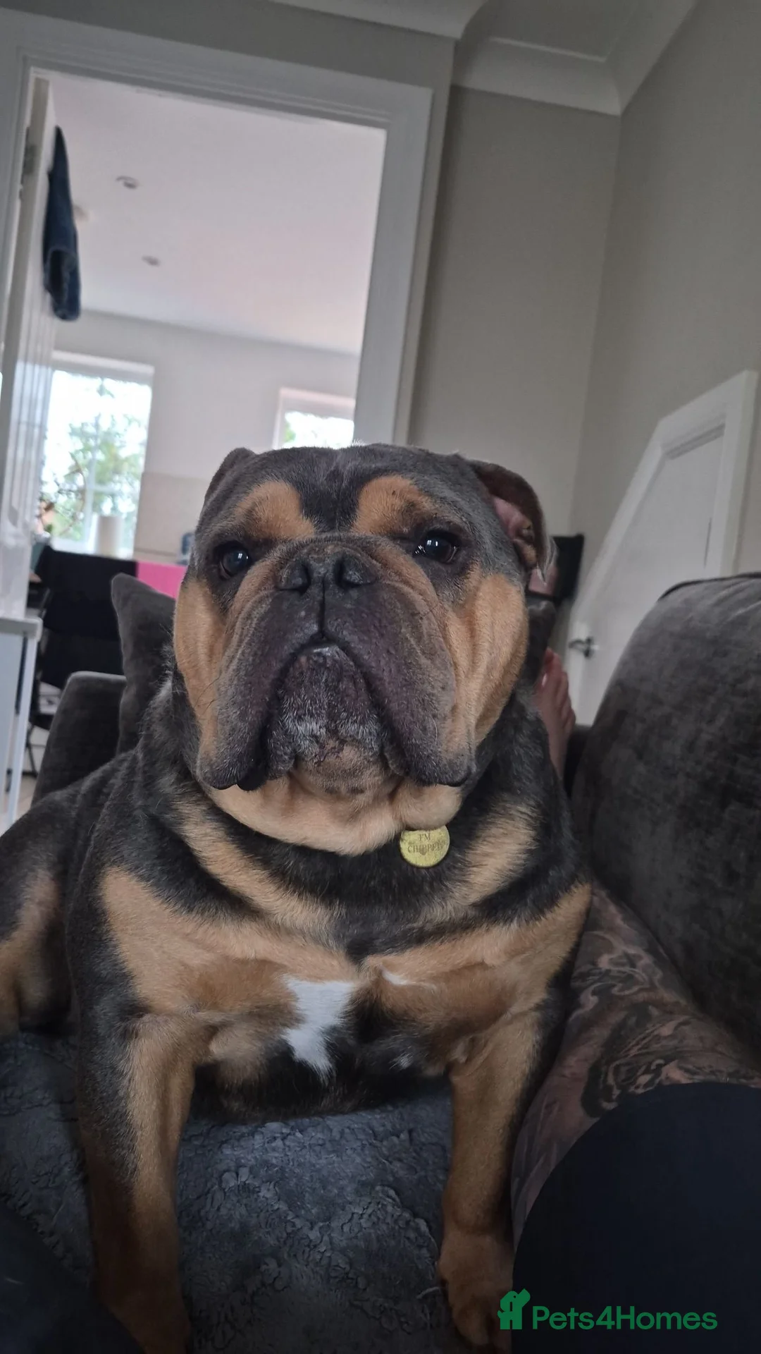 English Bulldog dogs for stud: Bulldog for stud  in Haverhill - Advert 2