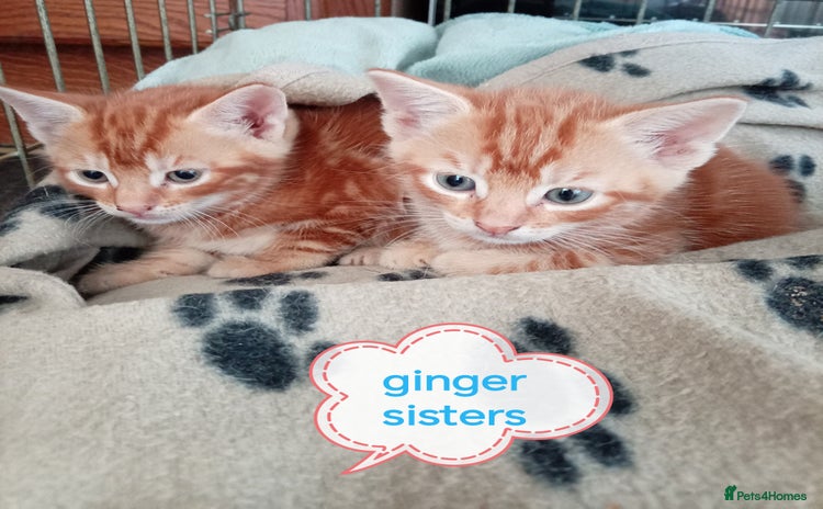 Mixed Breed cats - Advert 5