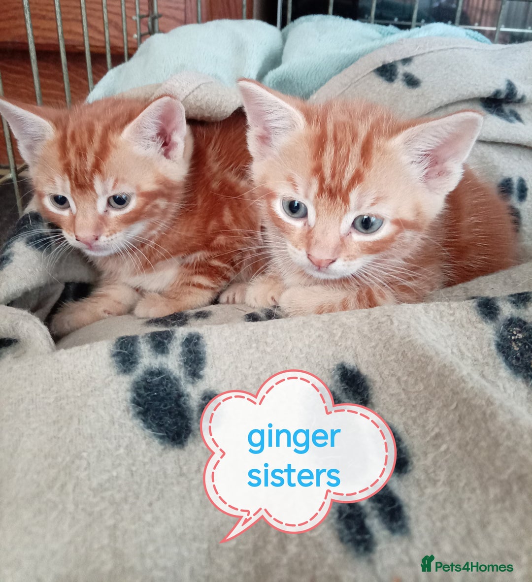 Mixed Breed cats for sale: Kittens gorgeous playful babys - Image 1